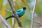 Green Honeycreeper